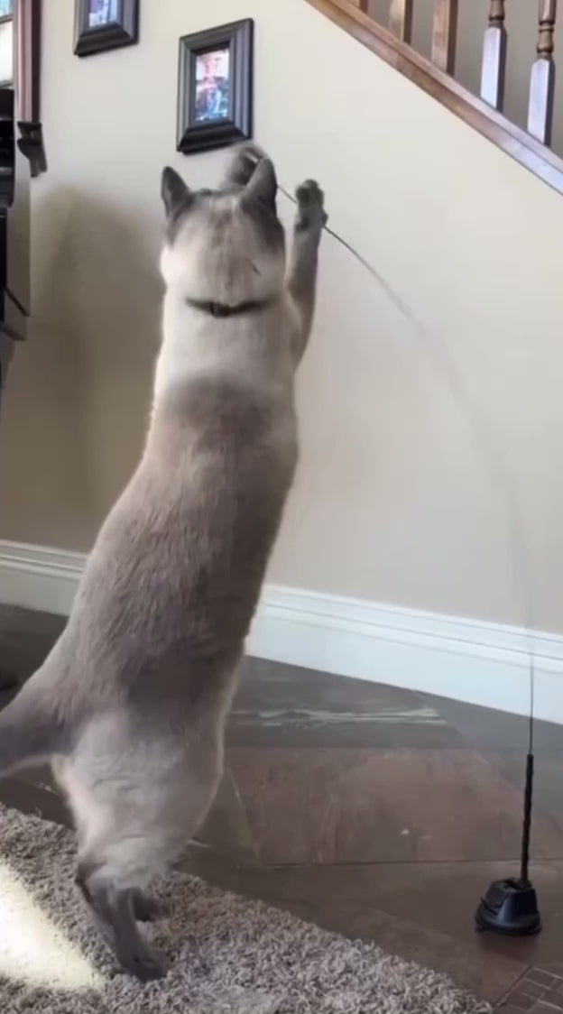 Kattbågen - För din katts hälsa!