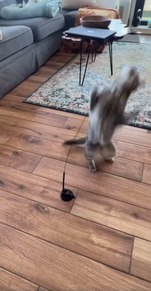 Kattbågen - För din katts hälsa!